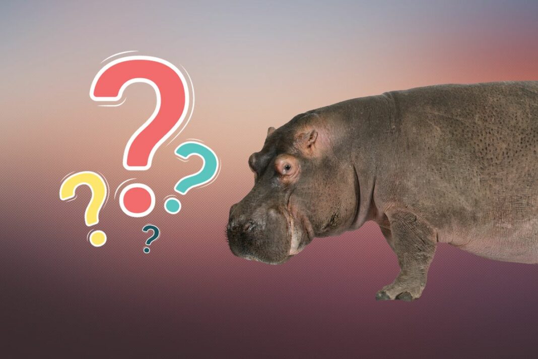 Que savez-vous de l’hippopotame (HIPP) - canva