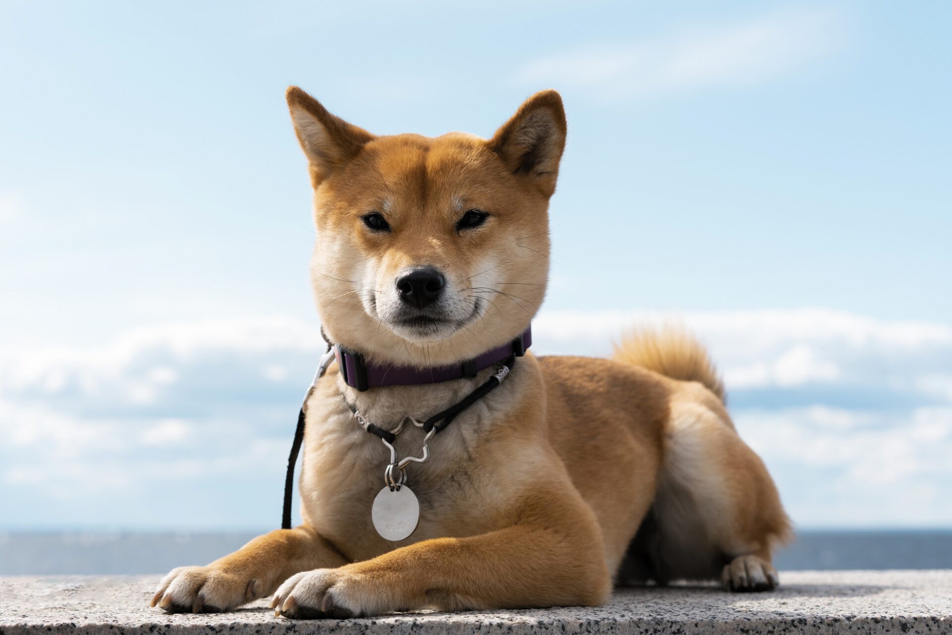 Accumulation Massive De Jetons Shib Par Les Baleines Shiba Inu 