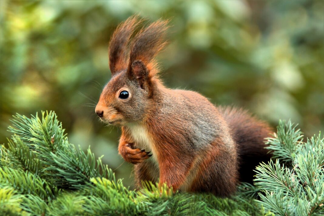 Peanut, écureuil